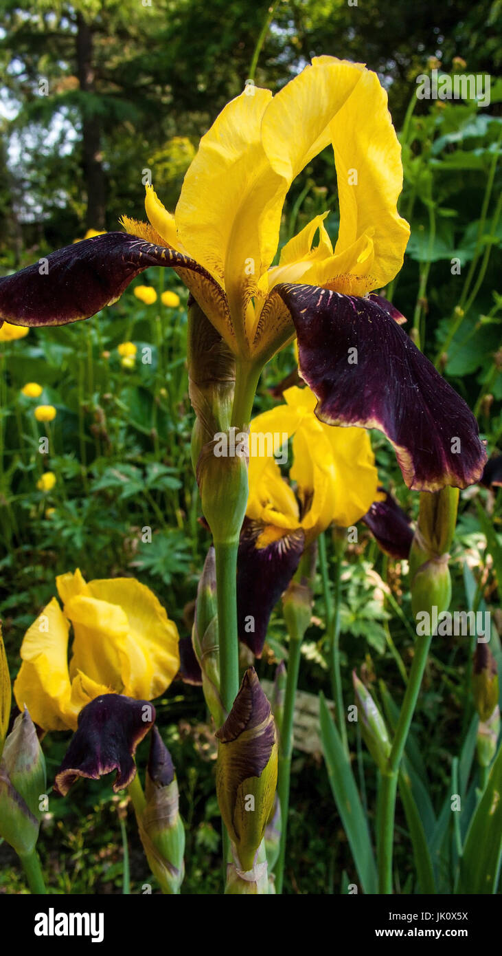 Iris multicolore-ibrido, mehrfarbige iris-ibrido Foto Stock