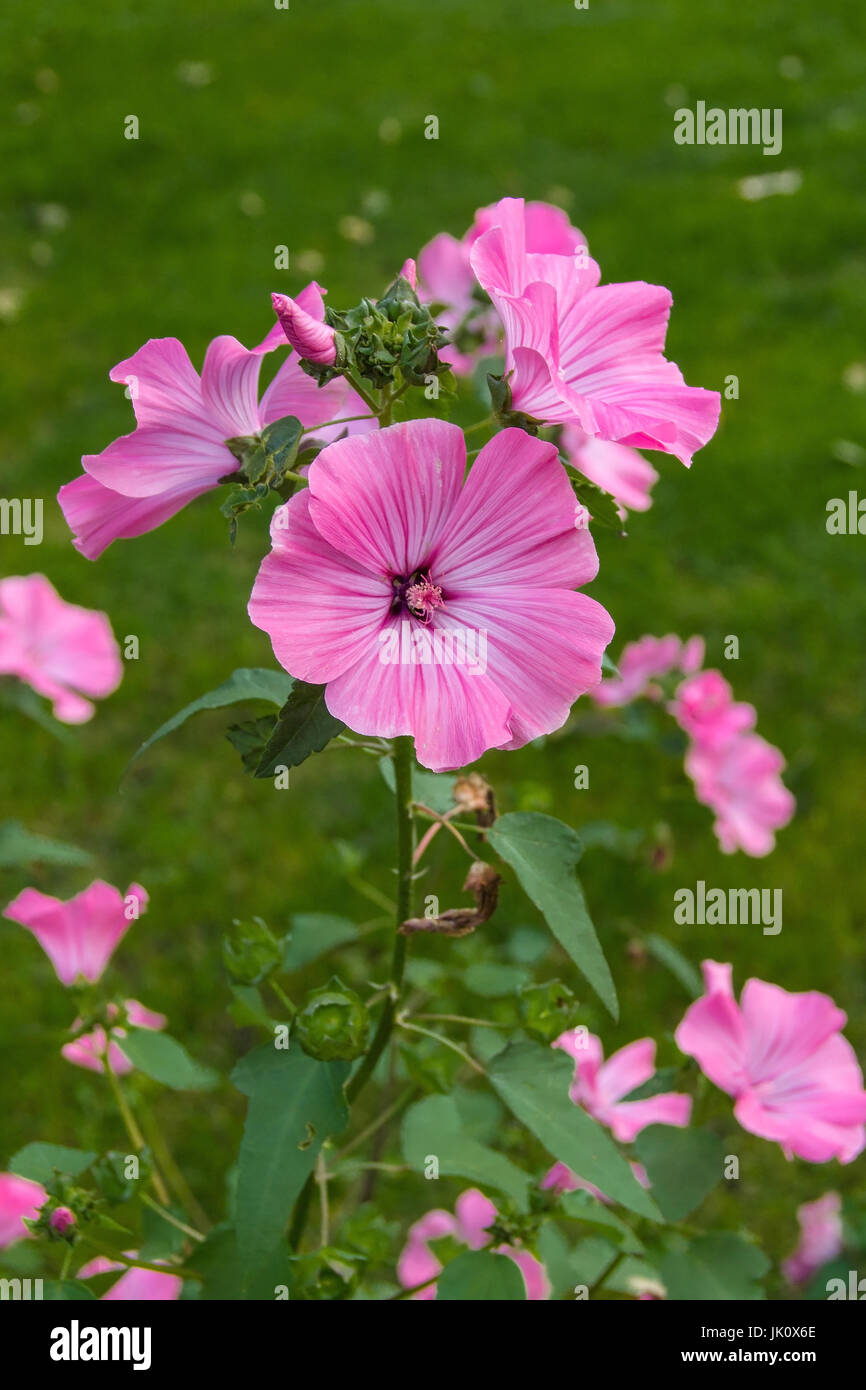 Bush malva con diversi fiori, buschmalve mit mehreren blueten Foto Stock