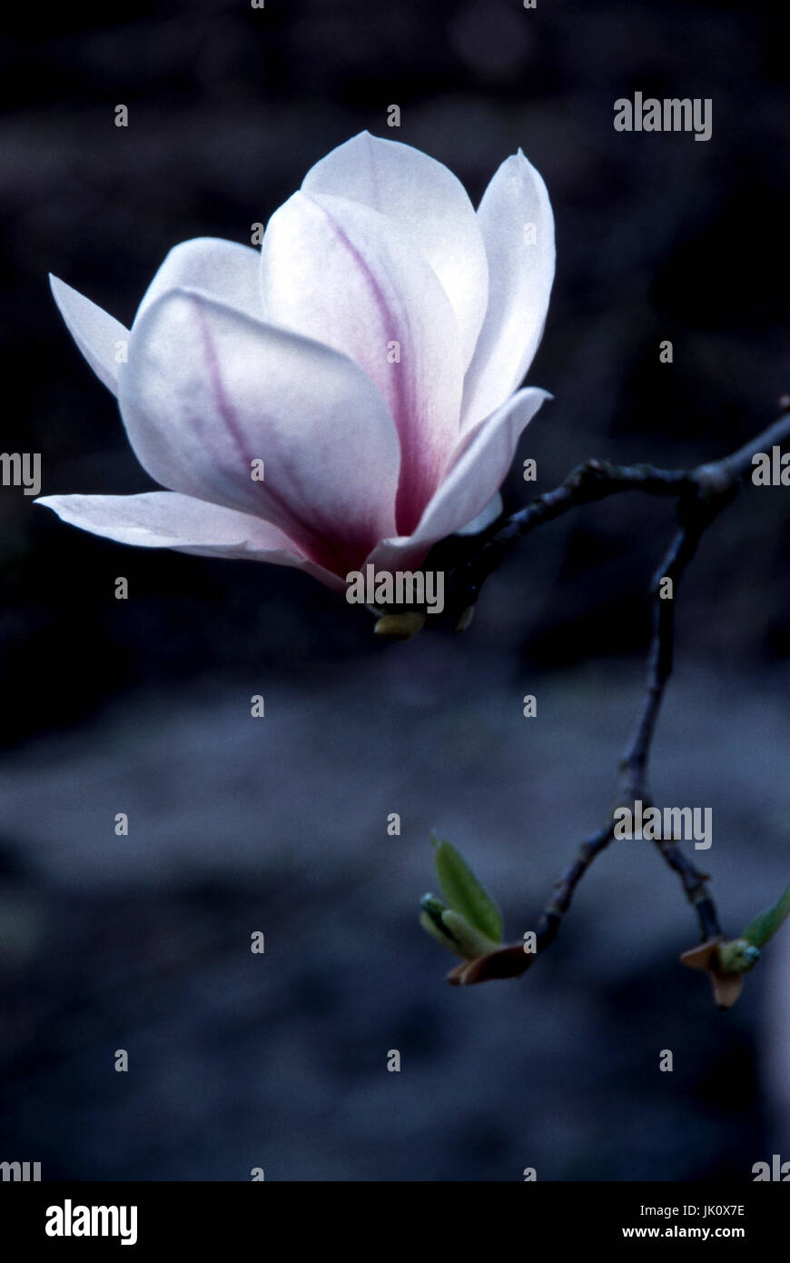 "Bianco magnolia con segni di malva; gioco di testo. bianco magnolia con marcature viola; lo spazio negativo.', weisse magnolie mit lila markierungen; textfr Foto Stock