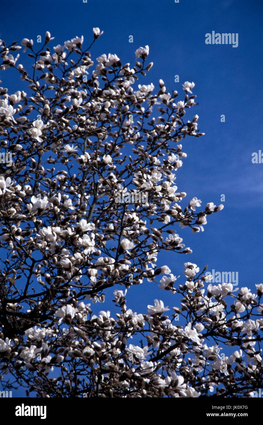 Condivisione di un fiorente albero di magnolia contro il cielo blu. parte di una fioritura tulip-magnolia contro un cielo blu., teil eines bluehenden magnolienbaums Foto Stock