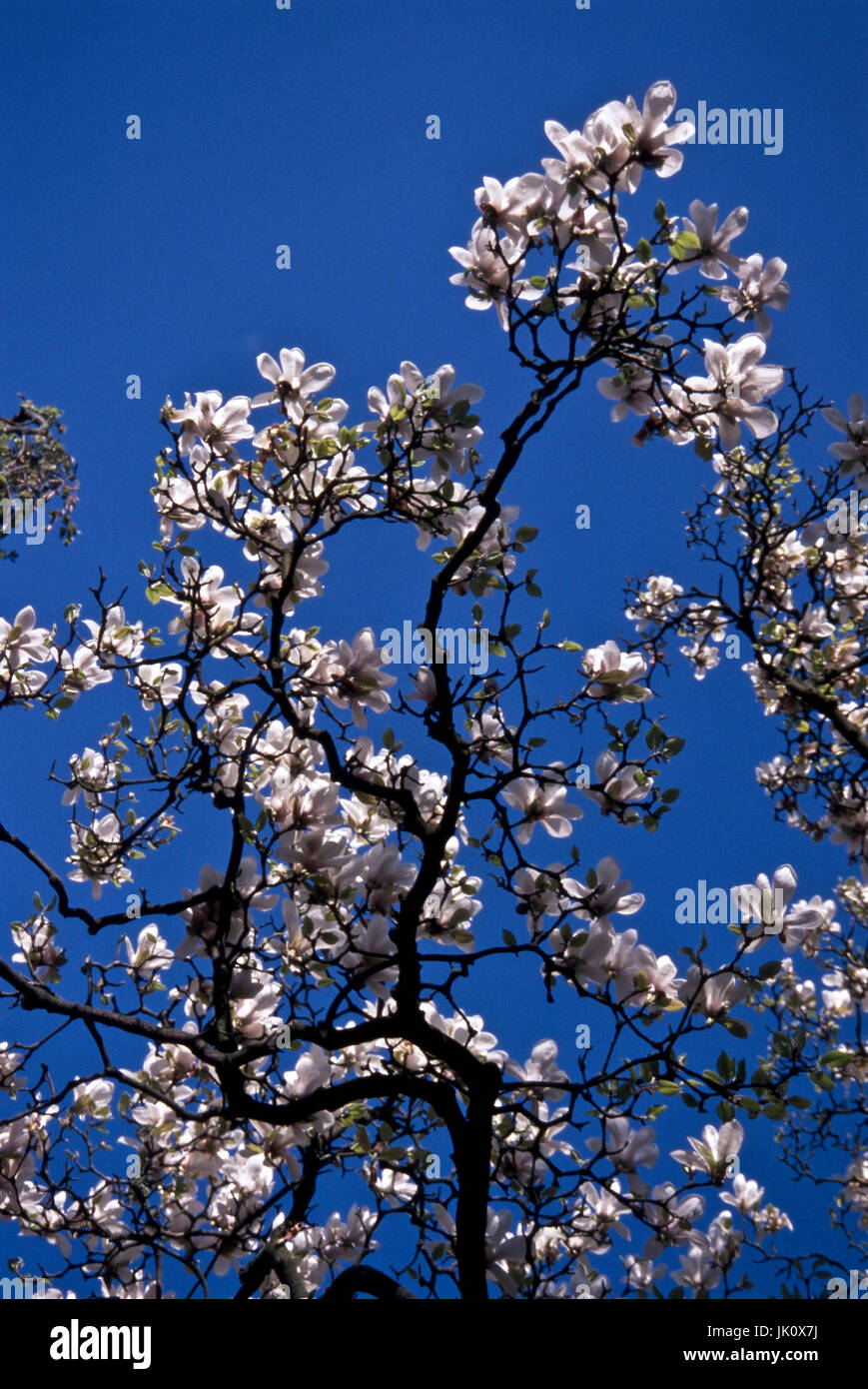 Tree Top di una fioritura magnolia contro il cielo blu. treetop di fioritura tulip-magnolia., baumkrone einer bluehenden magnolie gegen den blauen h Foto Stock