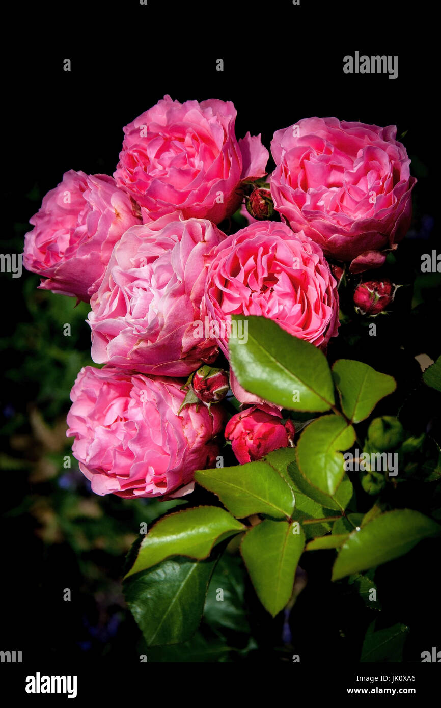 Ramo di rose in piena fioritura, rosenzweig in voller bluete Foto Stock