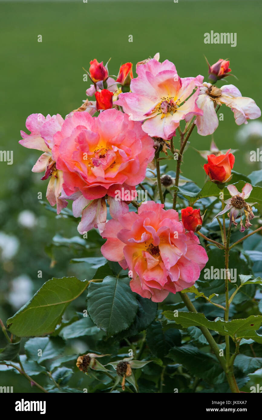 Rosebush con numerosi fiori e bocciolo, rosenstrauch mit zahlreichen blueten und knospen Foto Stock