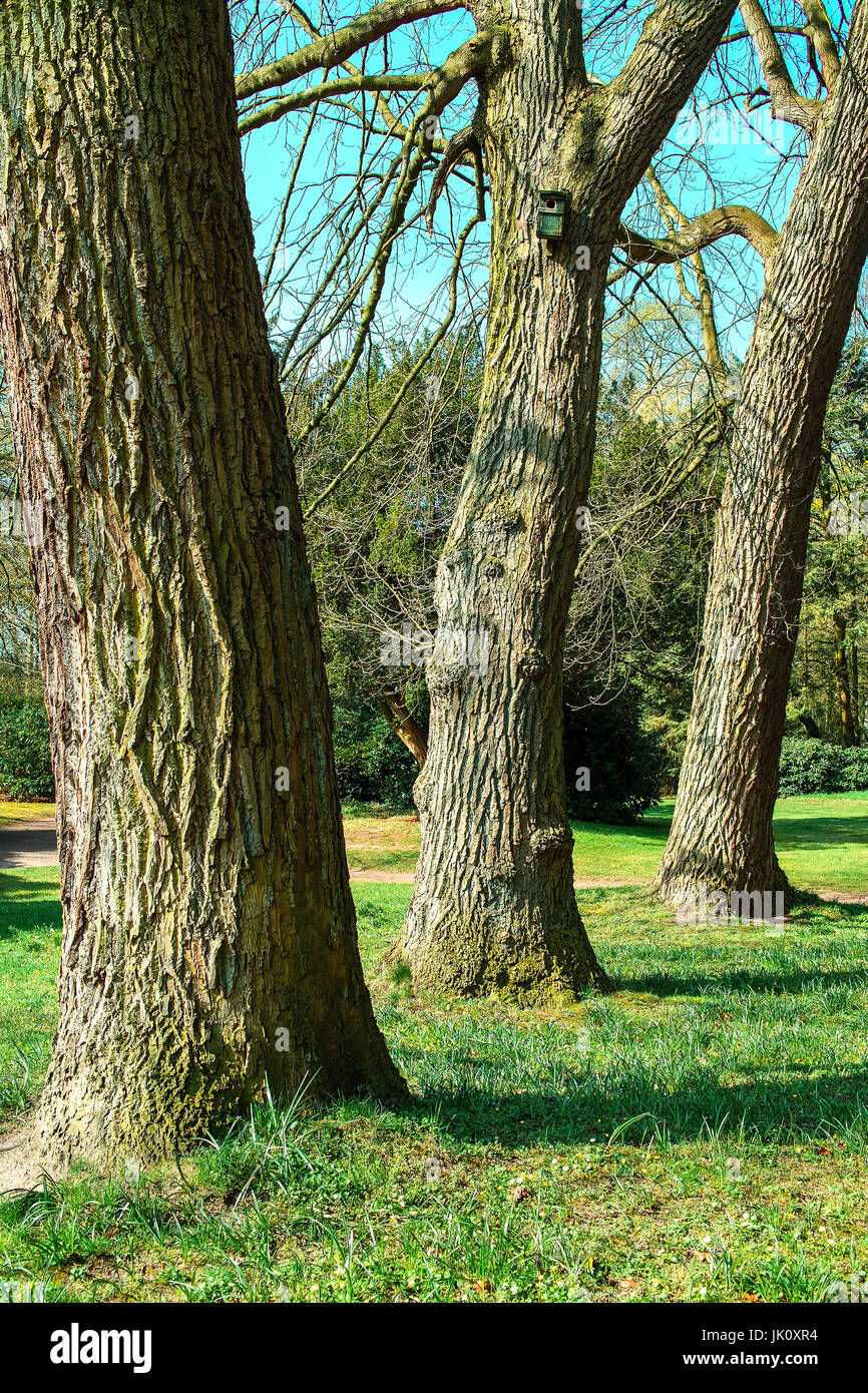 Regione di famiglia con struttura di corteccia dell'albero dei tulipani, stammregion mit rindenstruktur des tulpenbaums Foto Stock