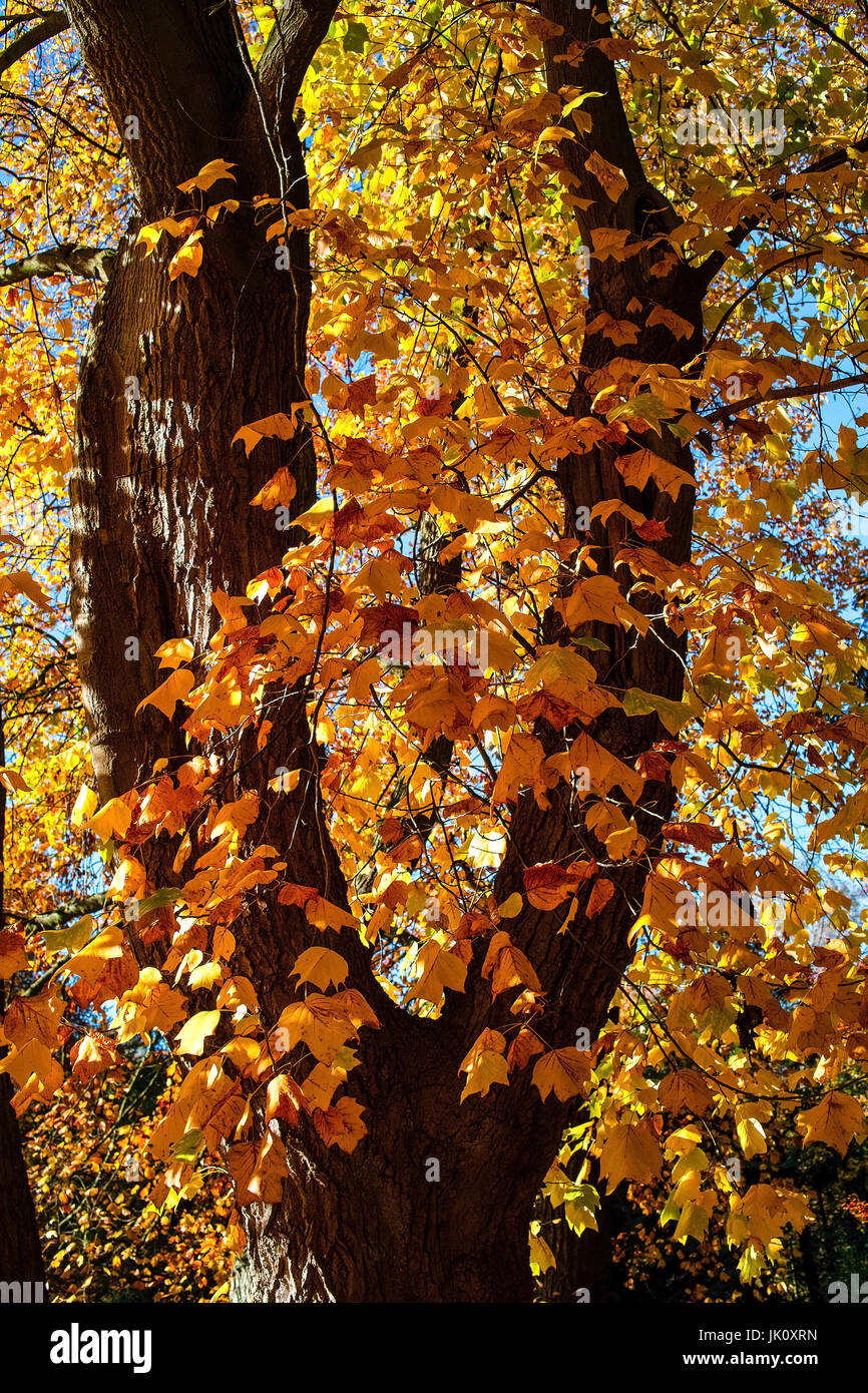 Autunnale di tulip tree con forcella di diramazione in forma vittoria-zeichens, herbstlicher tulpenbaum mit astgabelung in forma des vittoria-zeichens Foto Stock