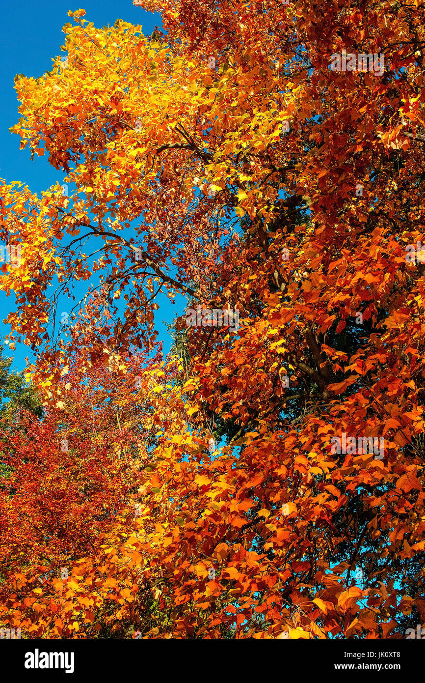 In autunno il fogliame colorato del tulip alberi, herbstbuntes laub der tulpenbaeume Foto Stock