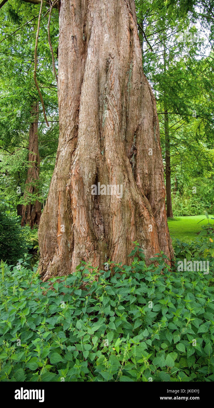 Più rigonfia venire formata di un'estate-verde mondo primordiale mammutbaums, wulstig geformter stamm eines sommergruenen urwelt-mammutbaums Foto Stock