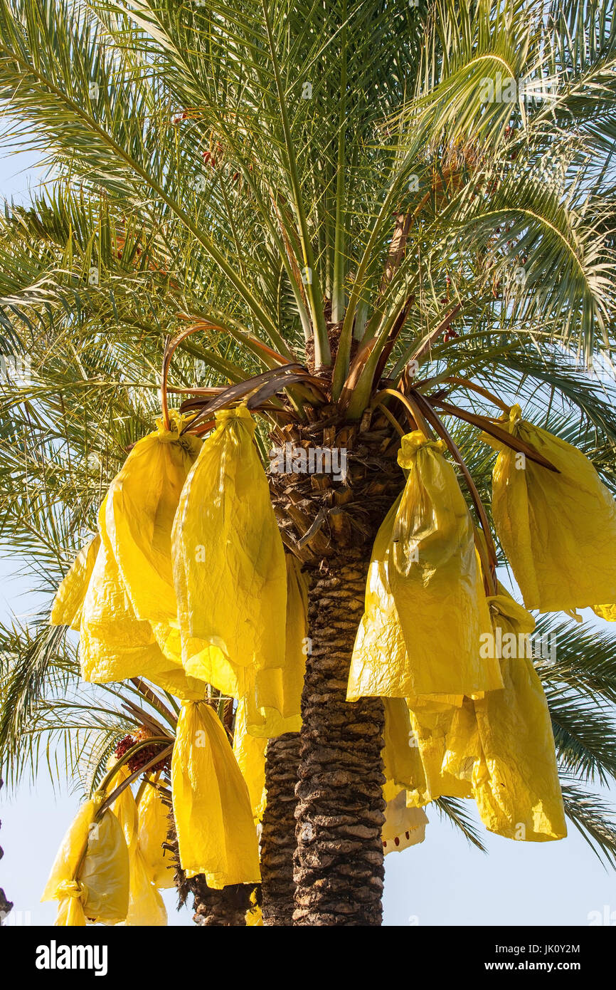 Data di Palm con fasci di frutta, parzialmente protetti contro uccello del cibo, dattelpalme mit fruchtbuescheln, teilweise geschuetzt gegen vogelfrass Foto Stock