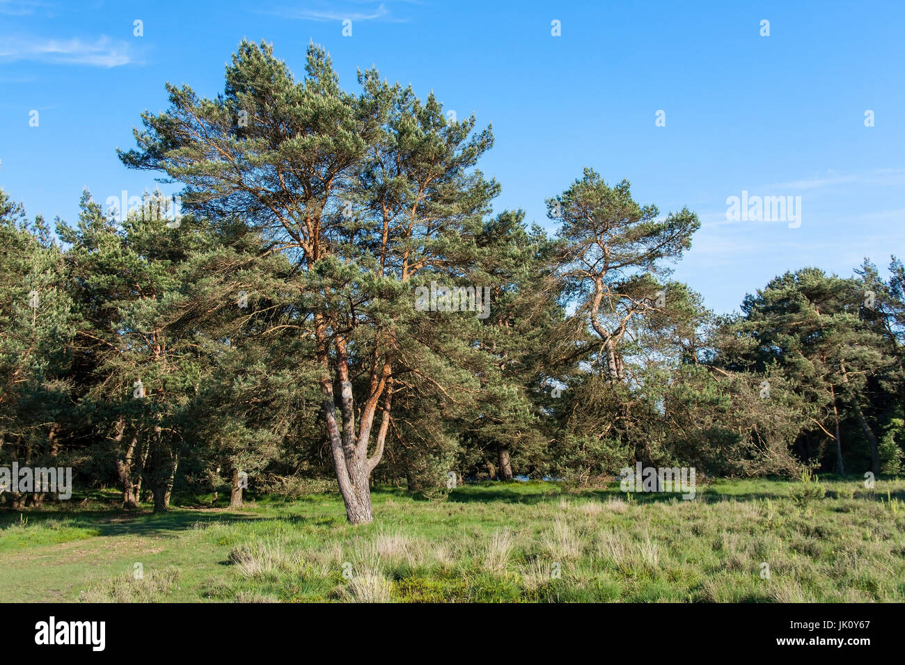 Svuotare i pini nel bordo della situazione forestale in primavera, freistehende kiefern in waldrandlage fruehling im Foto Stock