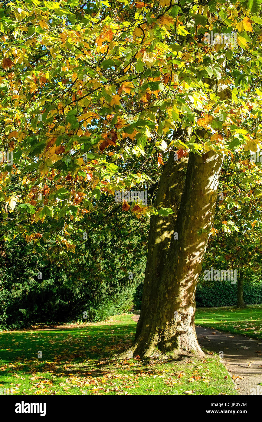 Acero piano frondosi alberi nel fogliame autunnale ahornblaettrige platane herbstlaub im Foto Stock