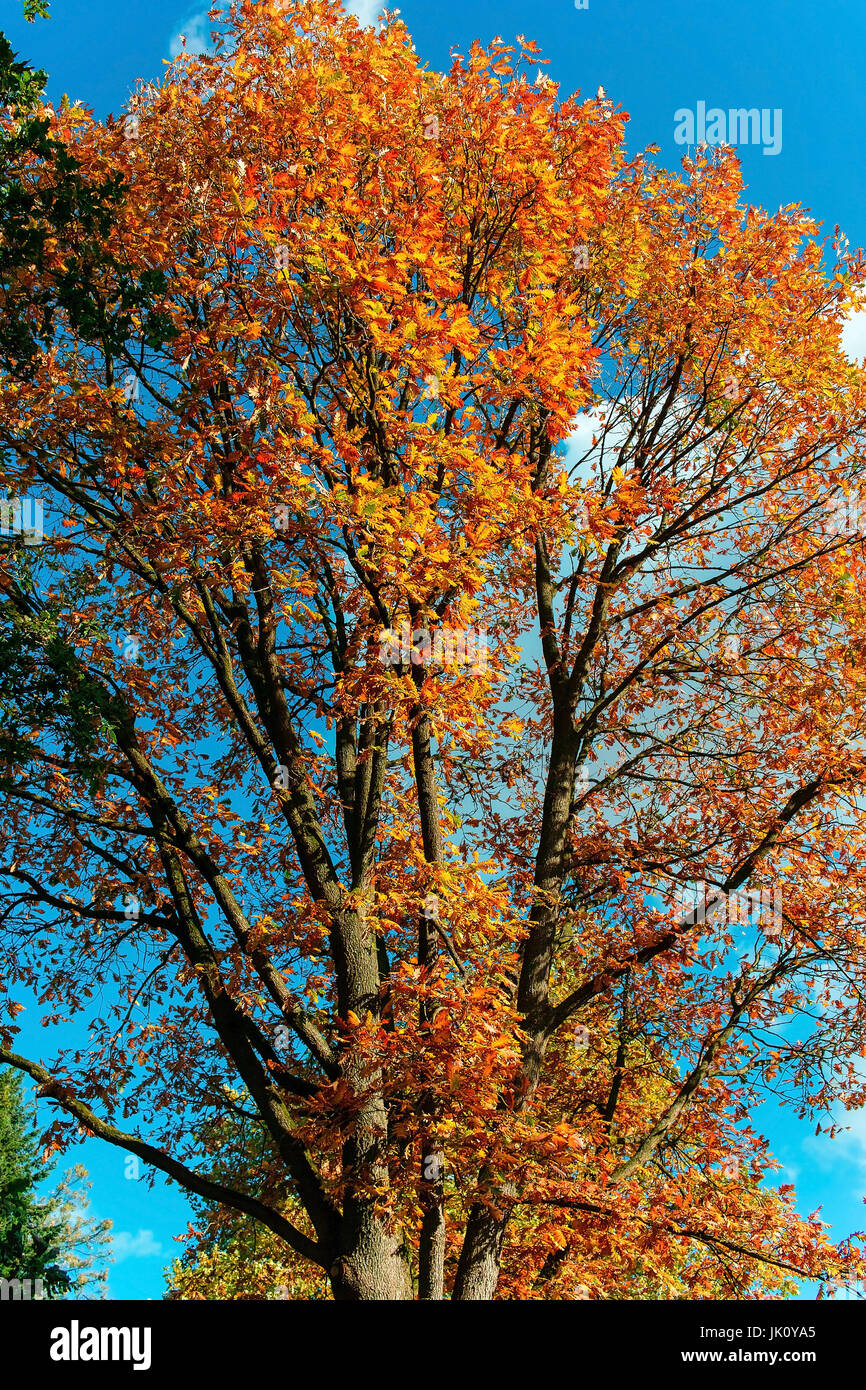 Calibrare nel colorato fogliame di autunno, Eiche in buntem herbstlaub Foto Stock