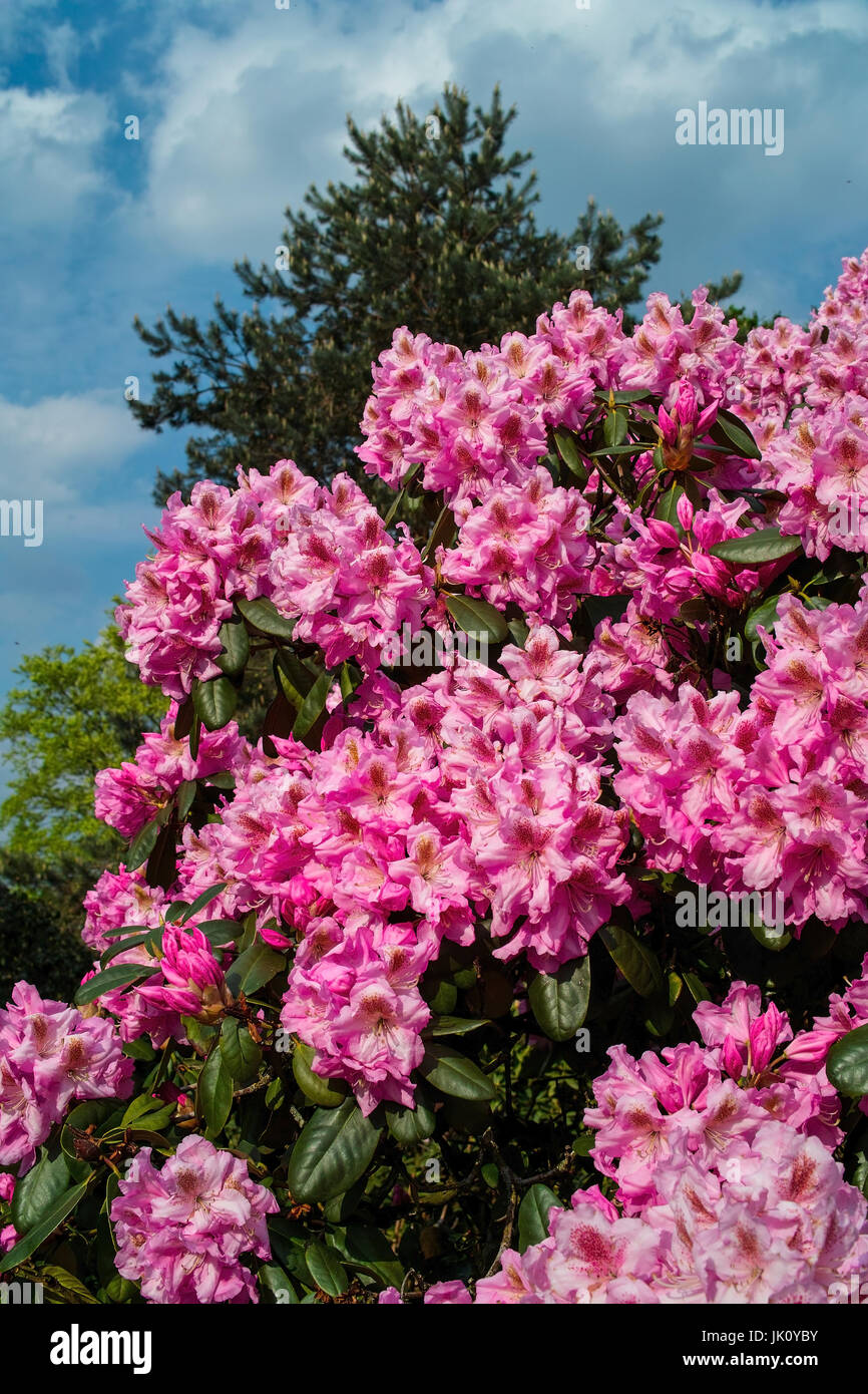 Pienamente sbocciato rhododendron bush, voll erbluehter rhododendronbusch Foto Stock