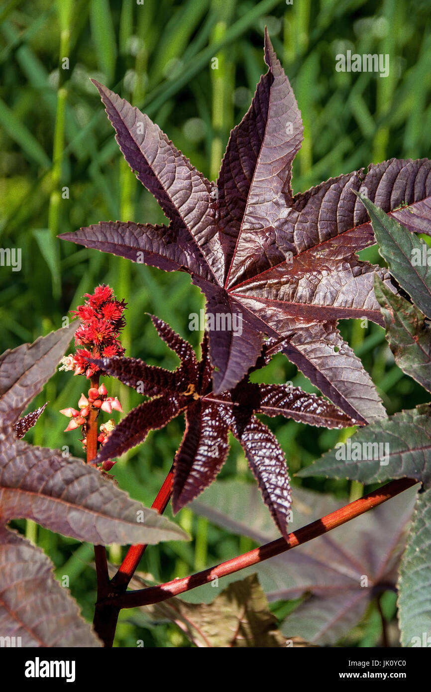 Fioritura rizinuspflanze, bluehende rizinuspflanze Foto Stock