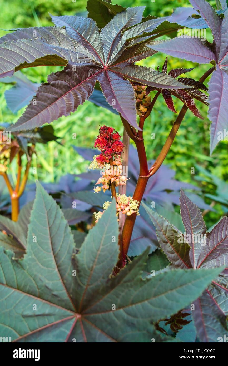 Fioritura rizinuspflanze, bluehende rizinuspflanze Foto Stock