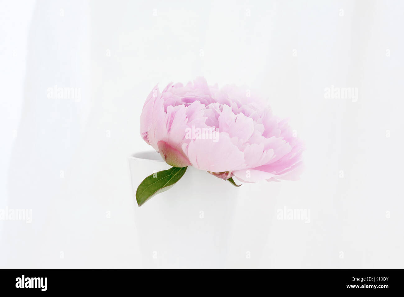 Chiudere lo studio di rosa peonia Lactiflora Sarah Bernhardt - una fioritura estiva Garden Cottage impianto. Foto Stock
