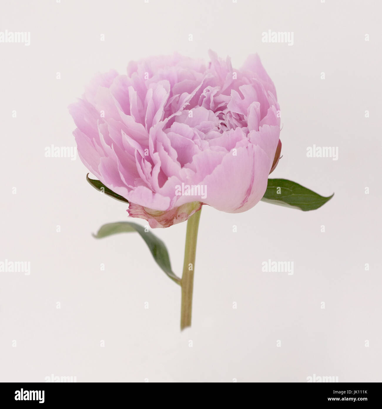 Chiudere lo studio di rosa peonia Lactiflora Sarah Bernhardt - una fioritura estiva Garden Cottage impianto. Foto Stock