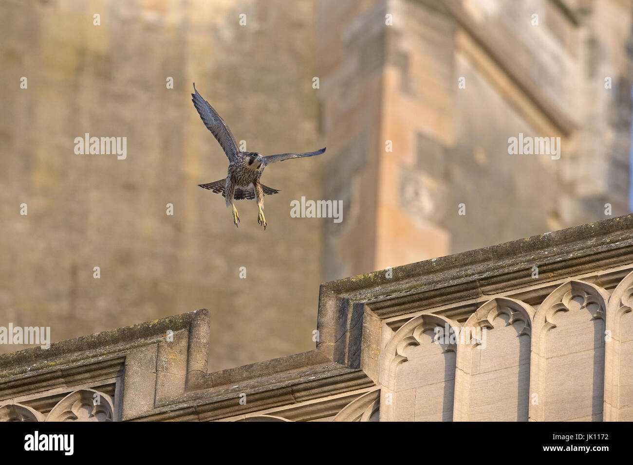 Falco pellegrino (Falco peregrinus) Foto Stock