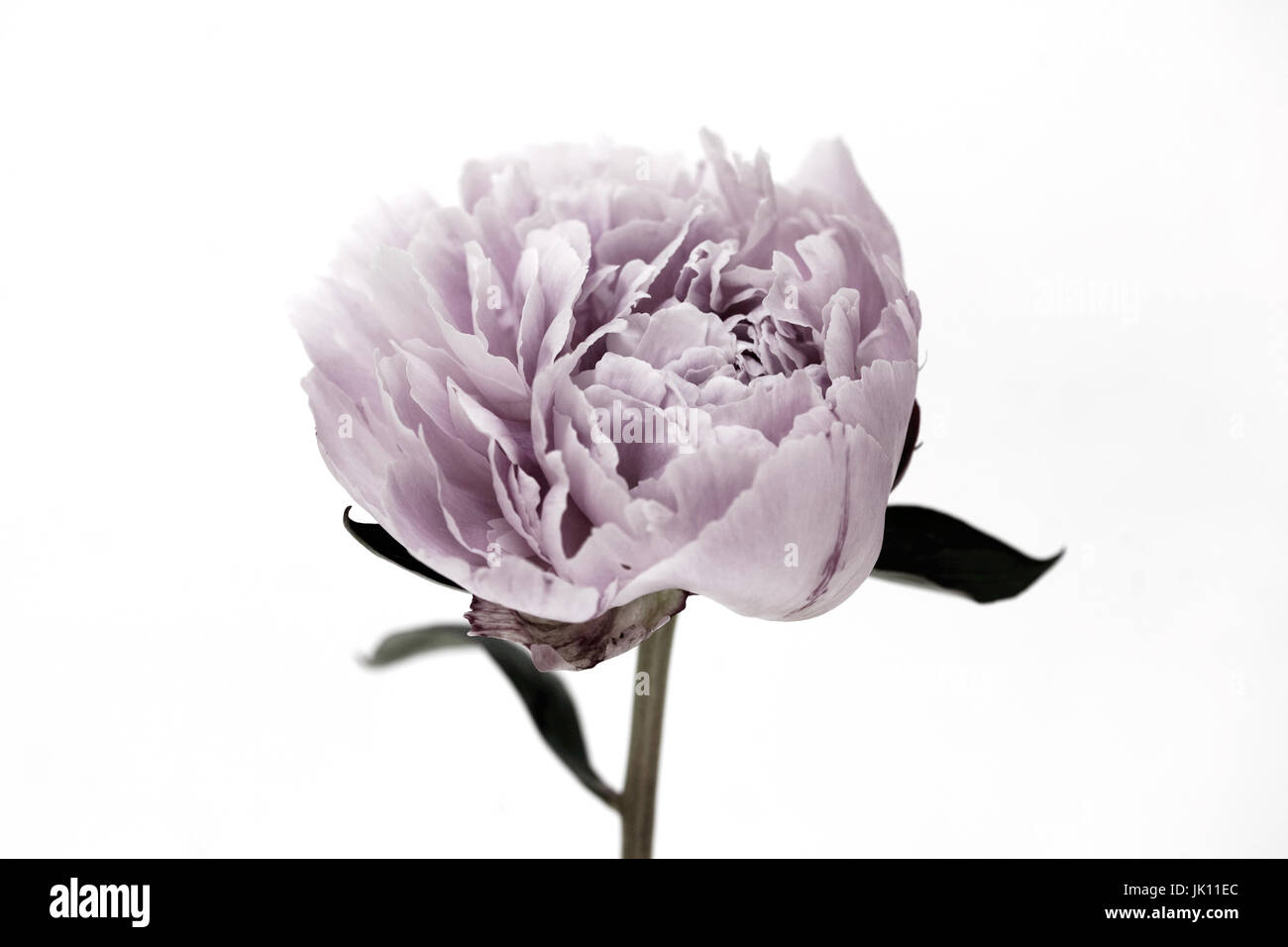 Chiudere lo studio di rosa peonia Lactiflora Sarah Bernhardt - una fioritura estiva Garden Cottage impianto. Foto Stock