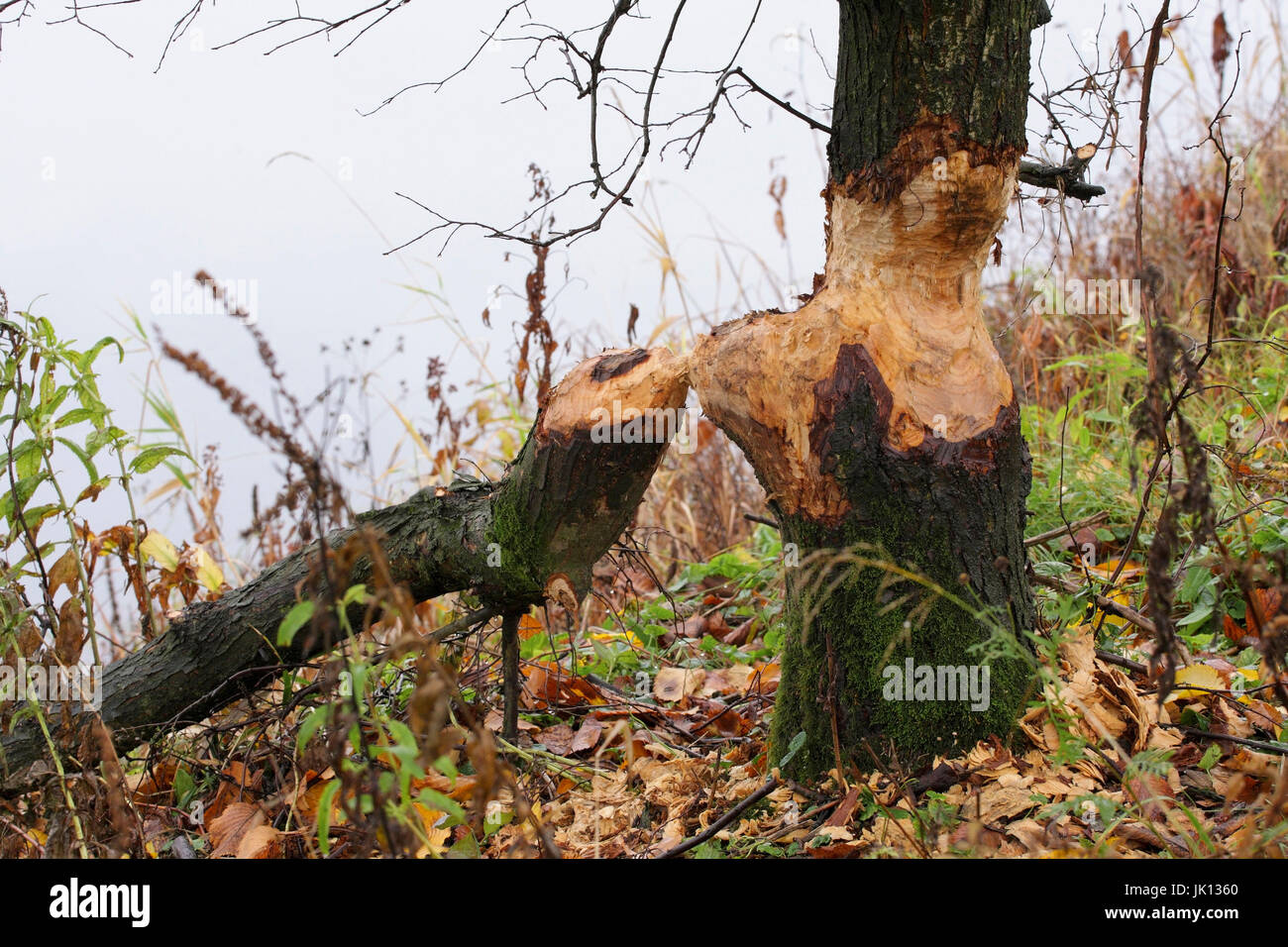 Elba beaver rode tree, Elbebiber nagt un Baum Foto Stock