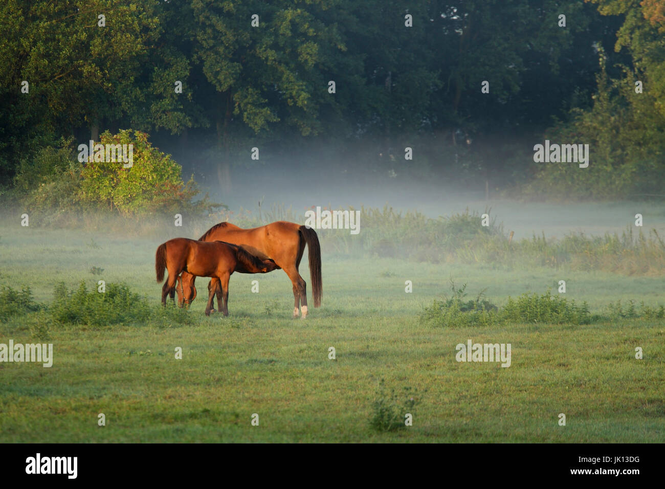 Cavalli sul pascolo, prato Elbtal, Wendland ha, Pferde auf der Weide, Elbtalaue Foto Stock