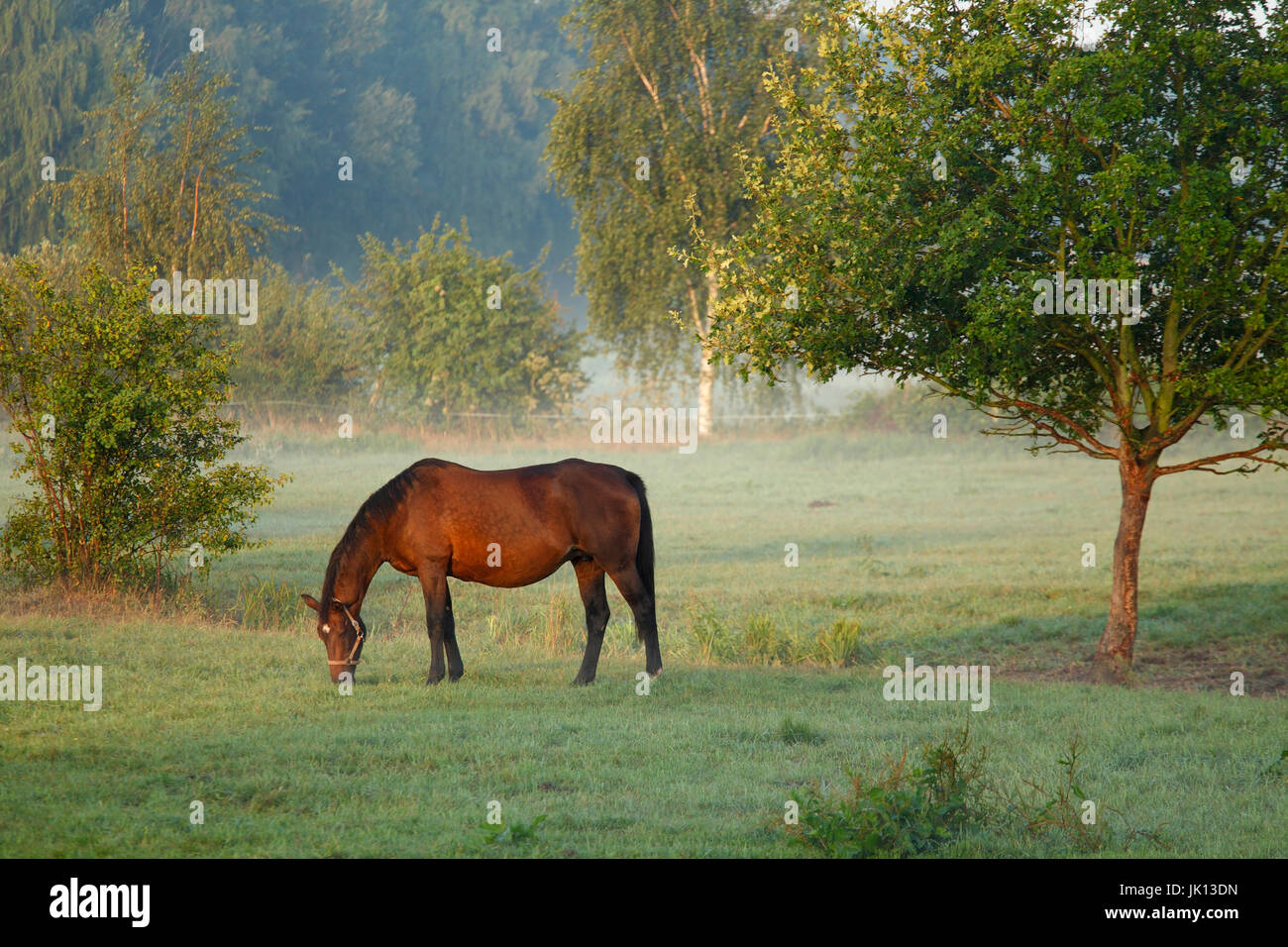 Cavalli sul pascolo, prato Elbtal, Wendland ha, Pferde auf der Weide, Elbtalaue Foto Stock