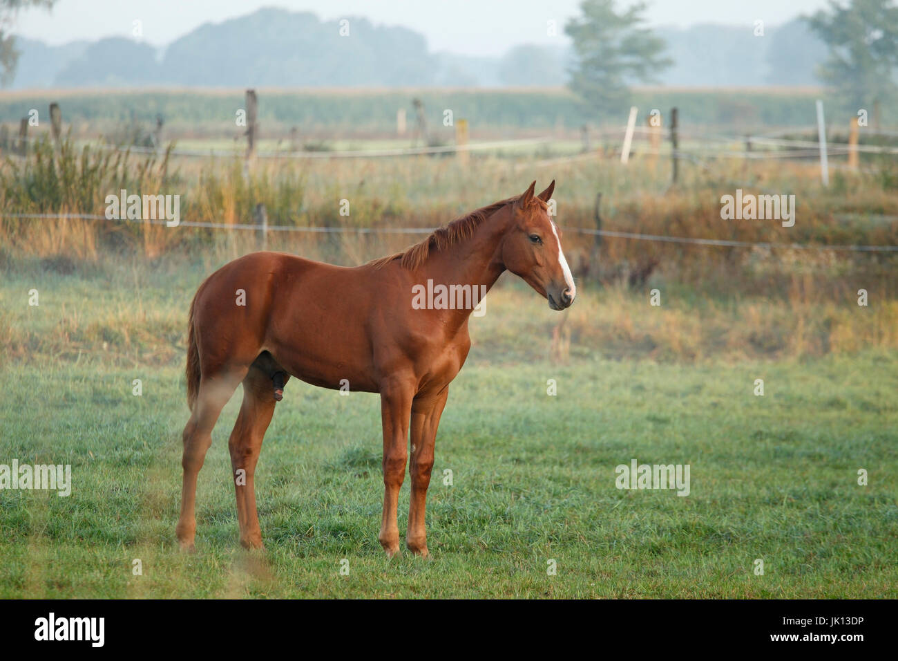 Cavalli sul pascolo, prato Elbtal, Wendland ha, Pferde auf der Weide, Elbtalaue Foto Stock