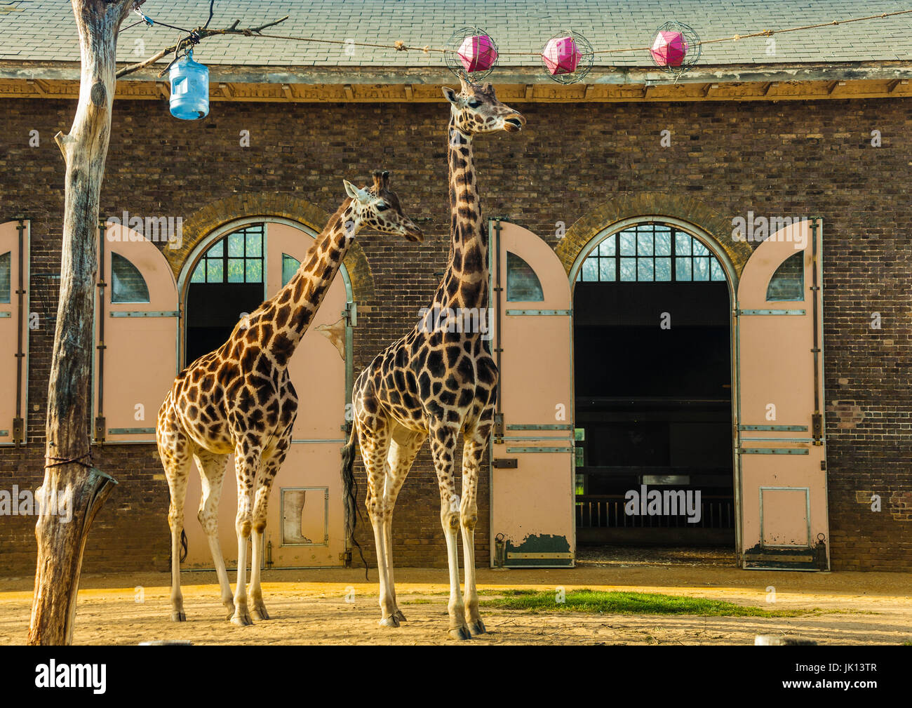 Due Giraffe allo Zoo di Londra Foto Stock