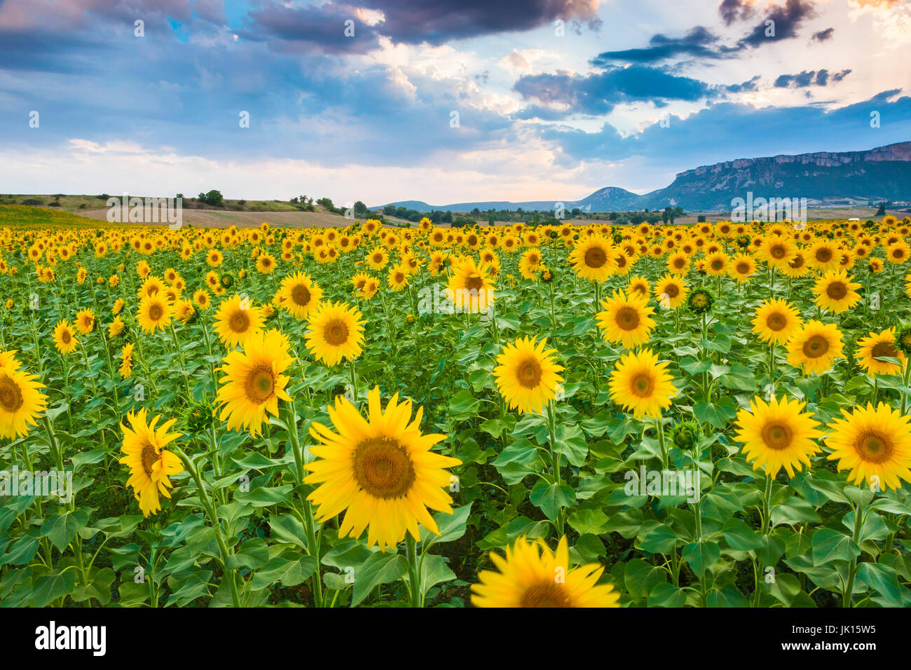 La piantagione di girasoli. Tierra Estella county. Navarra, Spagna, Europa. Foto Stock