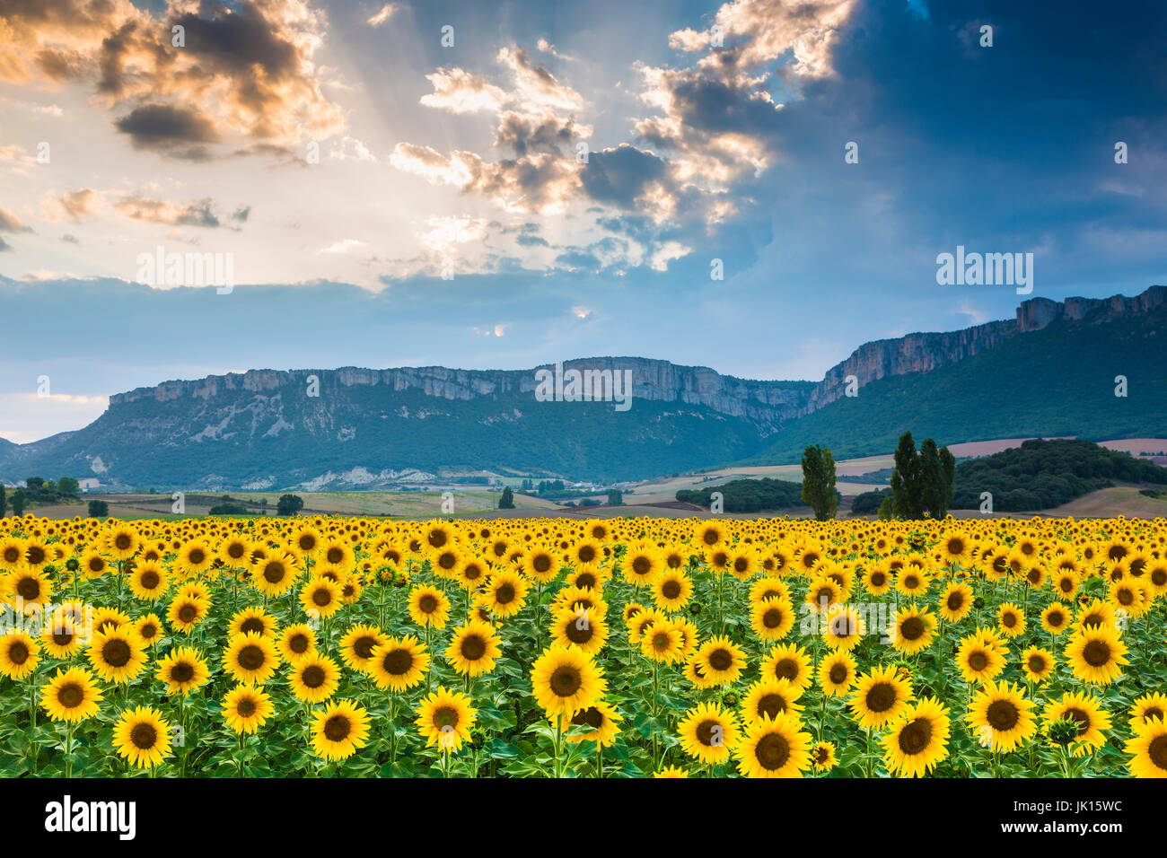 La piantagione di girasoli. Tierra Estella county. Navarra, Spagna, Europa. Foto Stock