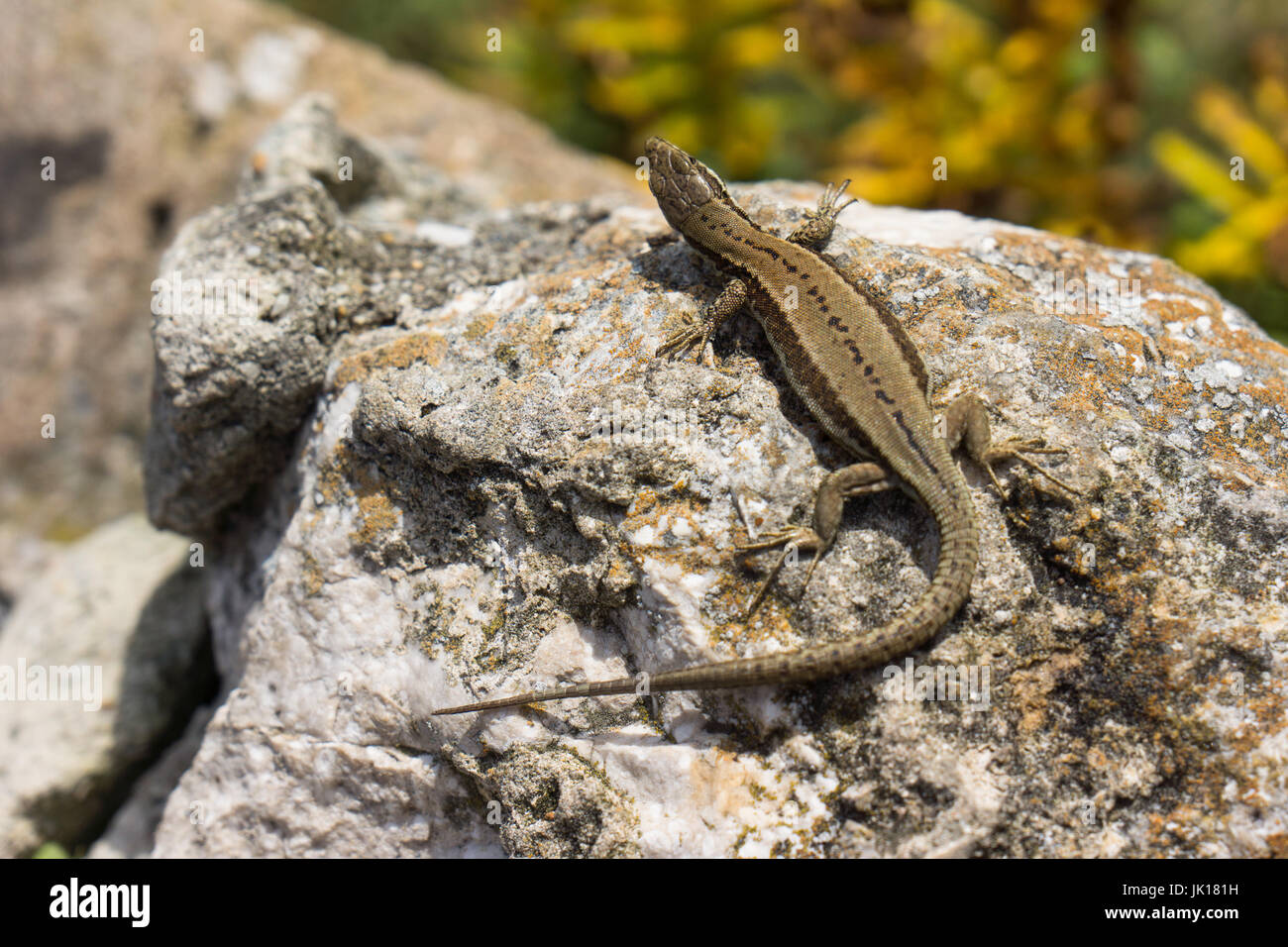 Comune Femmina o la lucertola vivipara (Zootoca vivipara) che è una lucertola eurasiatica come si trova nel nord della Spagna. Foto Stock