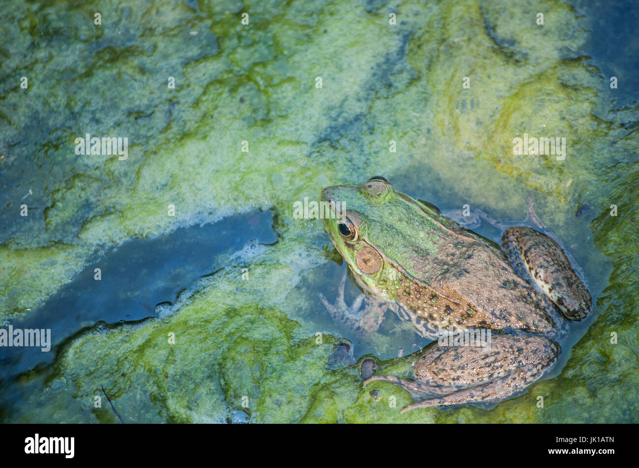 Bullfrog seduta melma di stagno in una palude. Foto Stock