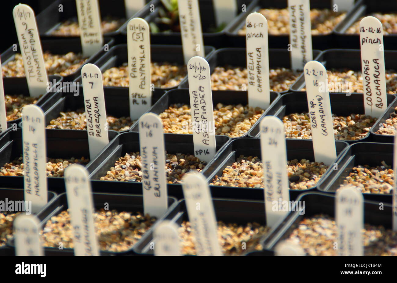 Etichettati vasetti di cactus che cresce dal seme, Yorkshire, Inghilterra, Regno Unito Foto Stock
