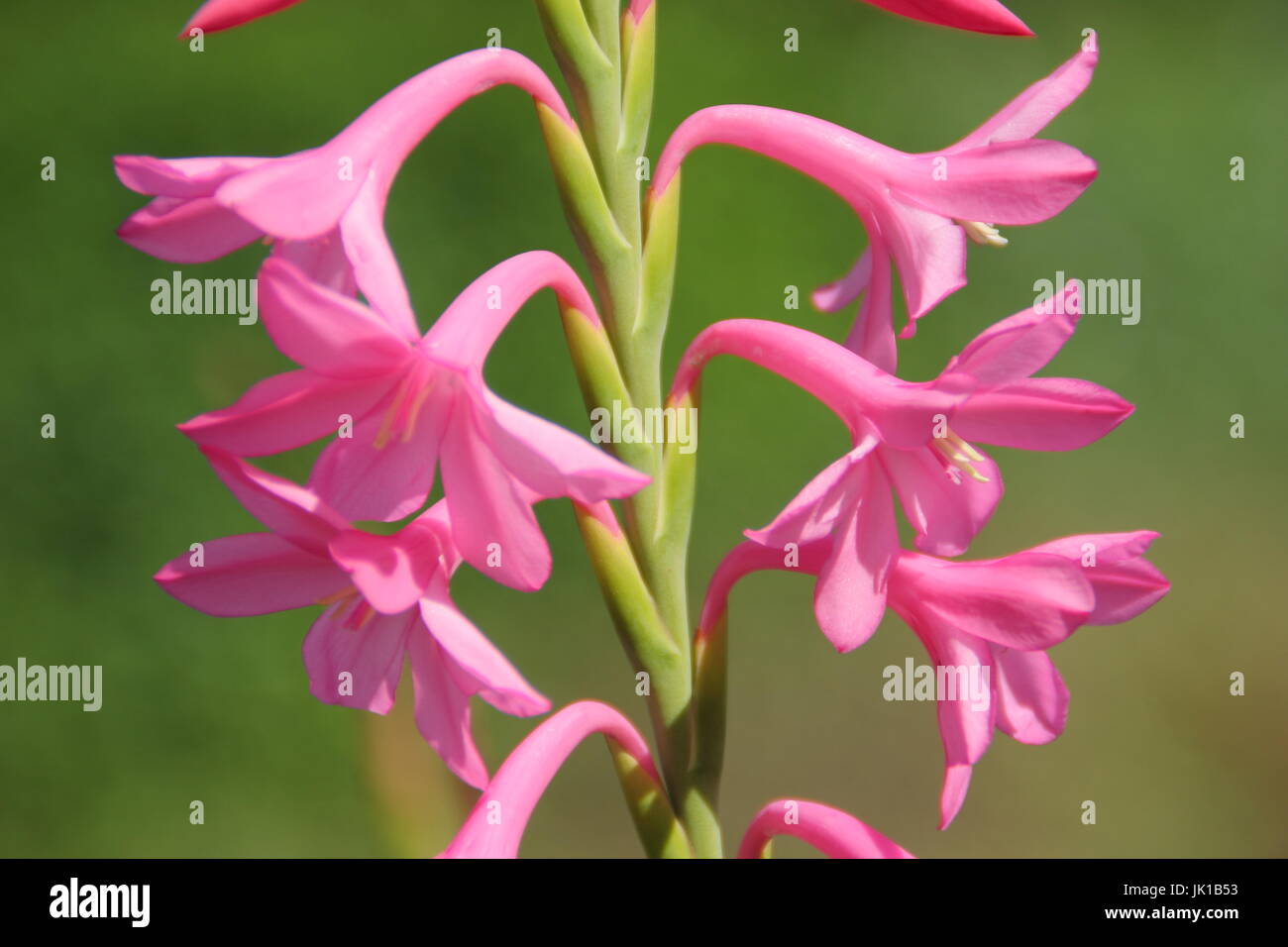 Watsonia hybrid 'Tresco nana rosa', fioritura in un giardino inglese confine in estate Foto Stock