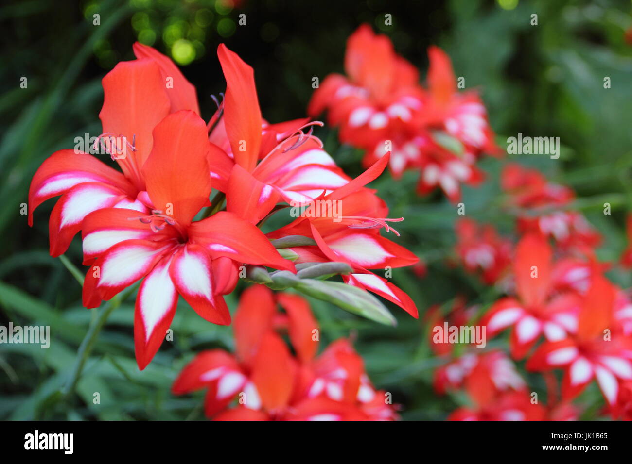 Gladiolus Cardinalis, o cascata Gladiolus, fioritura in un giardino inglese confine in estate Foto Stock