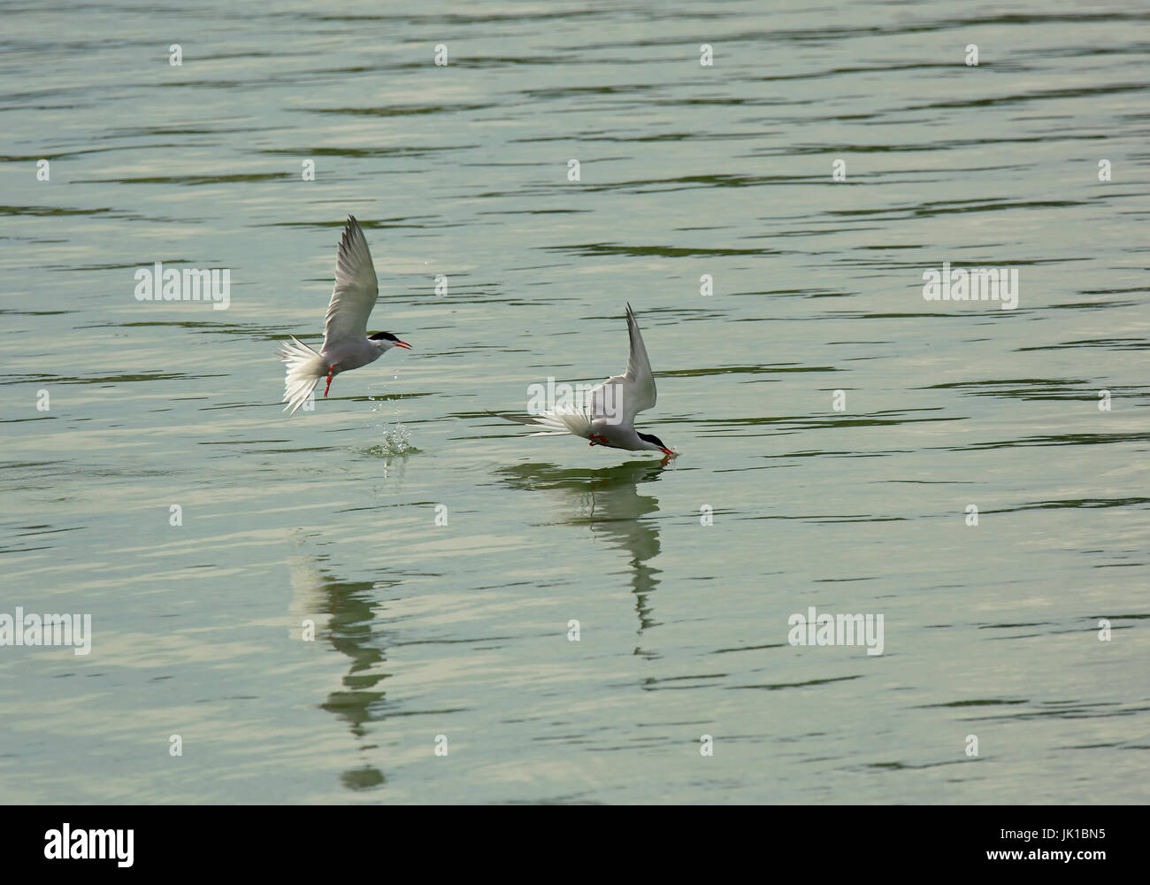 Due sterne comuni, Sterna hirundo, in volo su acqua Foto Stock