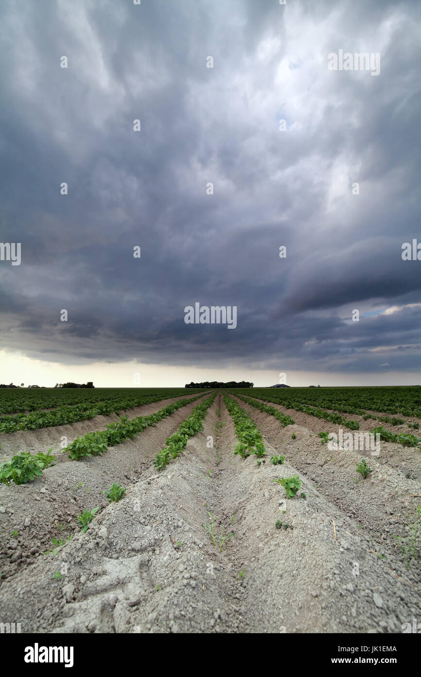 Dark cielo velato oltre il campo di patate Foto Stock