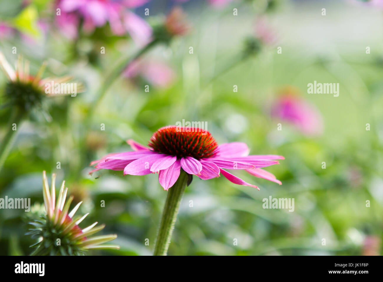 Coneflower rosa in fiore nel giardino estivo Foto Stock
