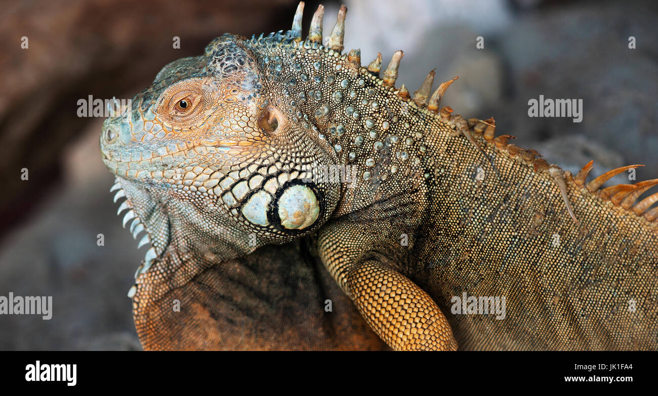 Testa di close-up di verde giallo iguana seduto ancora su rocce non facendo nulla. Foto Stock