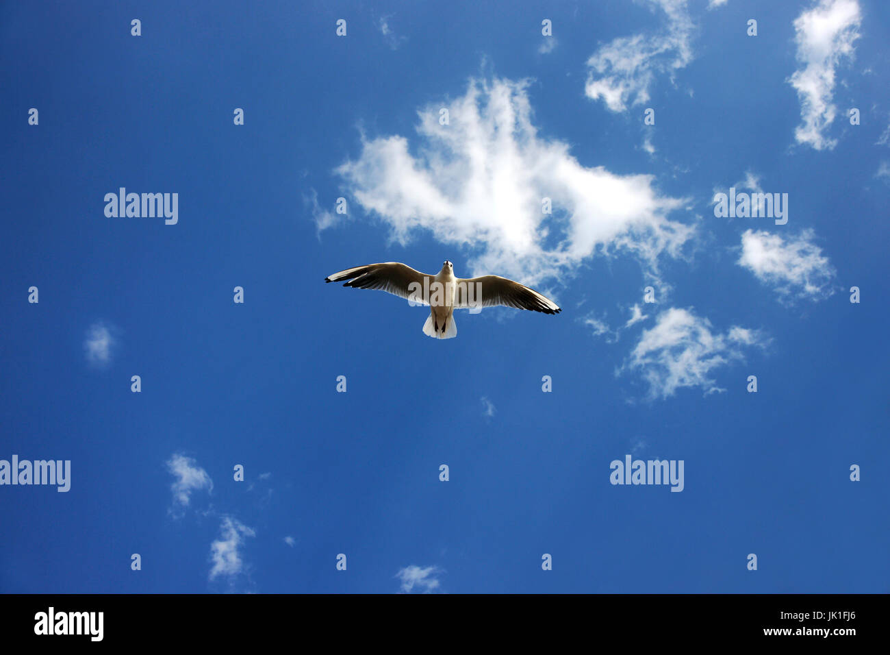 Di uccello bianco con il nero ali battenti e volare fino in blue air riempito di nuvole. Foto Stock