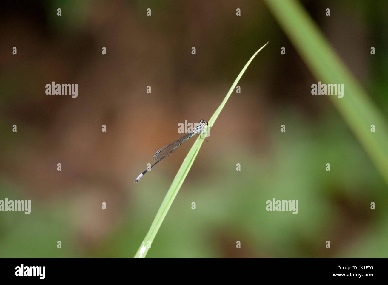 Piccola libellula argento seduto appoggiato sulla foglia verde al sole del mattino. Foto Stock