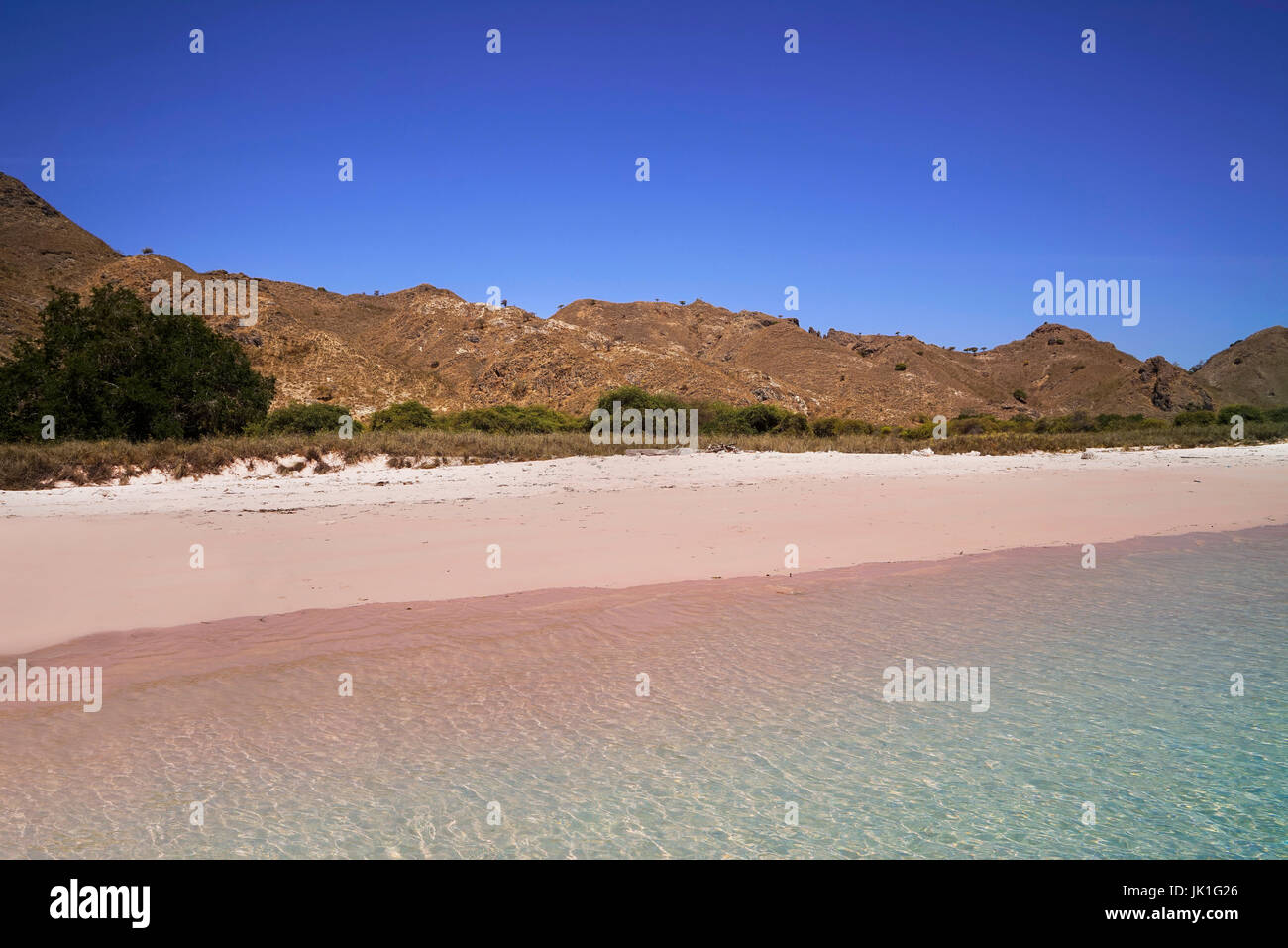 Rosa tropicale sulla spiaggia di sabbia in Flores causato da pezzi di rotture di rosso di colore rosa corallo nell'oceano durante il giorno. Foto Stock