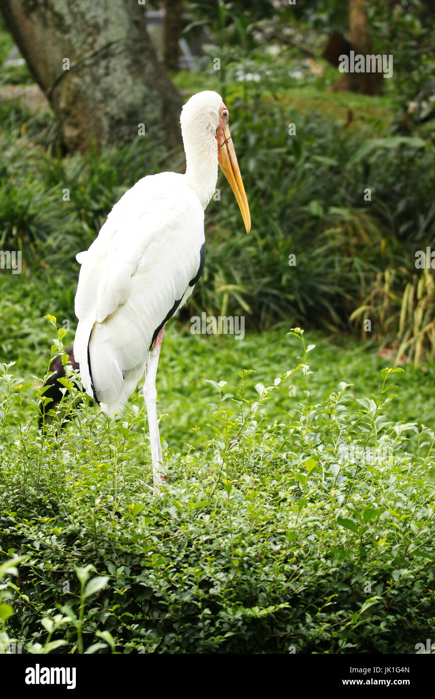 Lato posteriore di colore giallo-fatturati stork uccello bianco con ante chiuse permanente ancora sull'erba verde terreno nel pomeriggio. Foto Stock