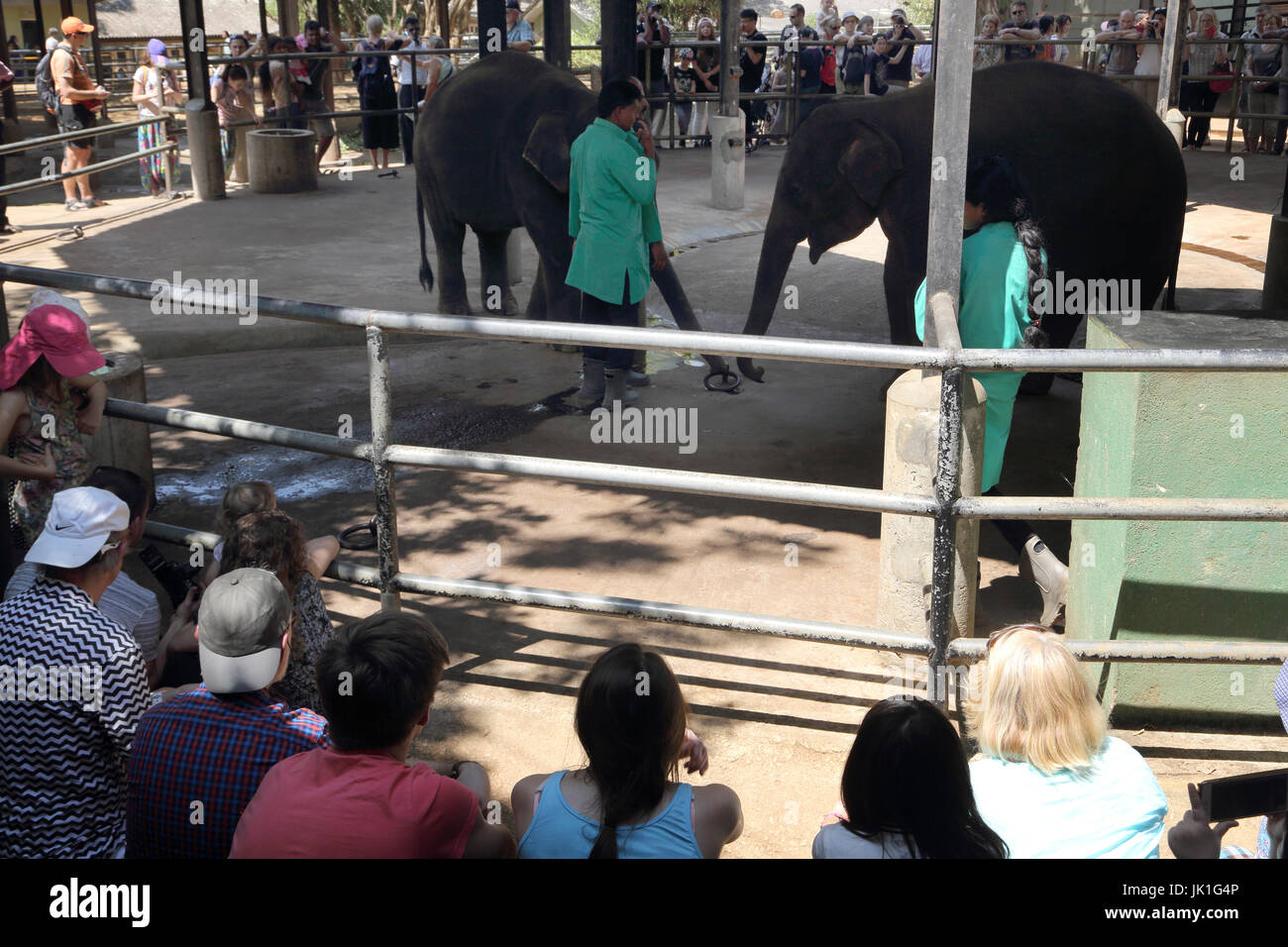 Pinnawala centrale Provincia dello Sri Lanka Pinnawala l'Orfanotrofio degli Elefanti turisti guardando i detentori di alimentazione di bottiglie per latte elefanti Foto Stock