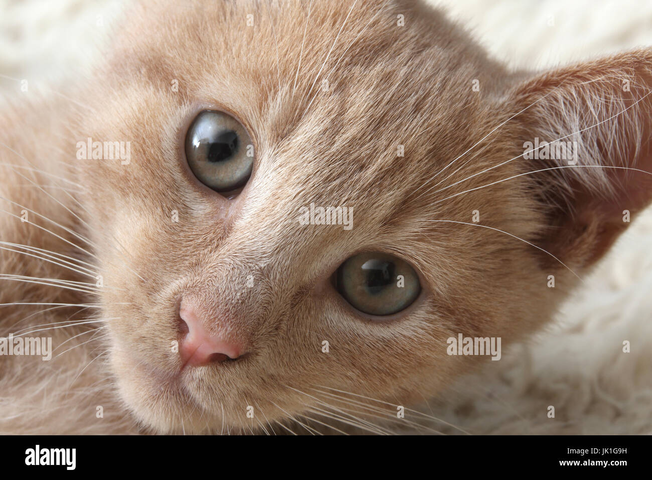 Tre mesi di zenzero luce gattino Surrey in Inghilterra Foto Stock