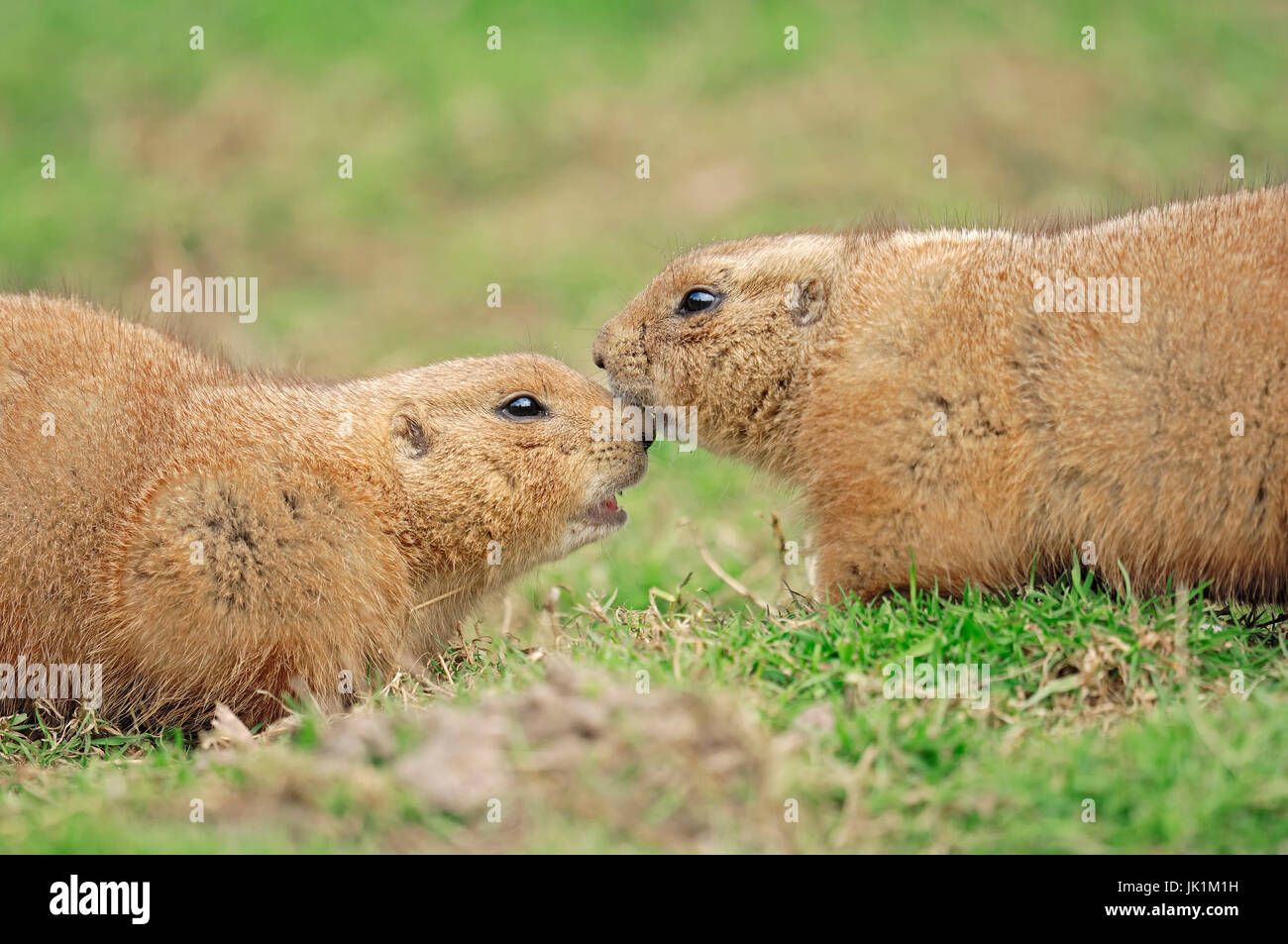 Nero-tailed cani della prateria, coppia / (Cynomys ludovicianus) | Schwarzschwanz-Praeriehunde, Paar / (Cynomys ludovicianus) Foto Stock