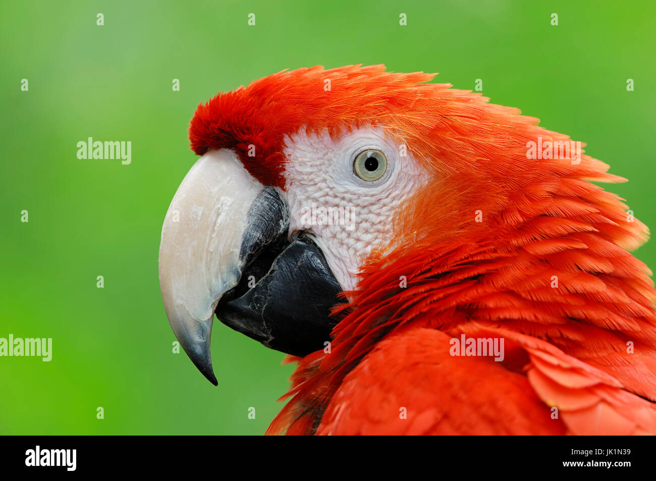 Scarlet Macaw / (Ara macao) | Hellroter Ara / (Ara macao) / Arakanga Foto Stock