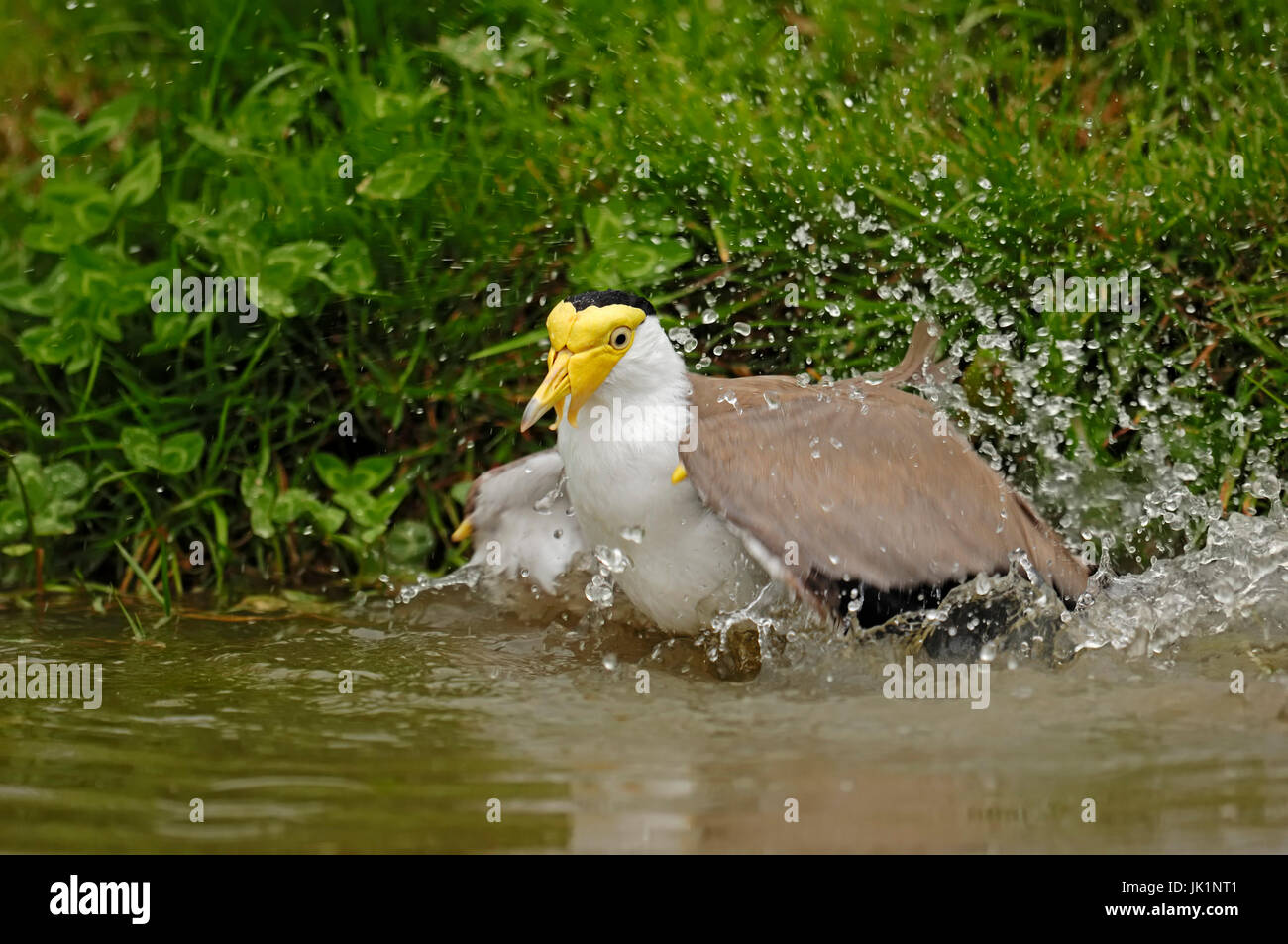 Plover mascherato, bagno / (Vanellus miles) / mascherata pavoncella, dallo sperone Plover | Maskenkiebitz, badend / (Vanellus miles) / Soldatenkiebitz Foto Stock