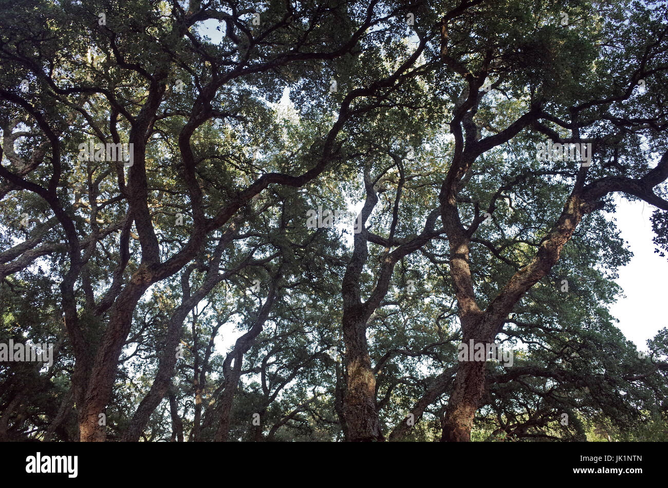 Aggius, Sardegna. Le querce da sughero forest Foto Stock
