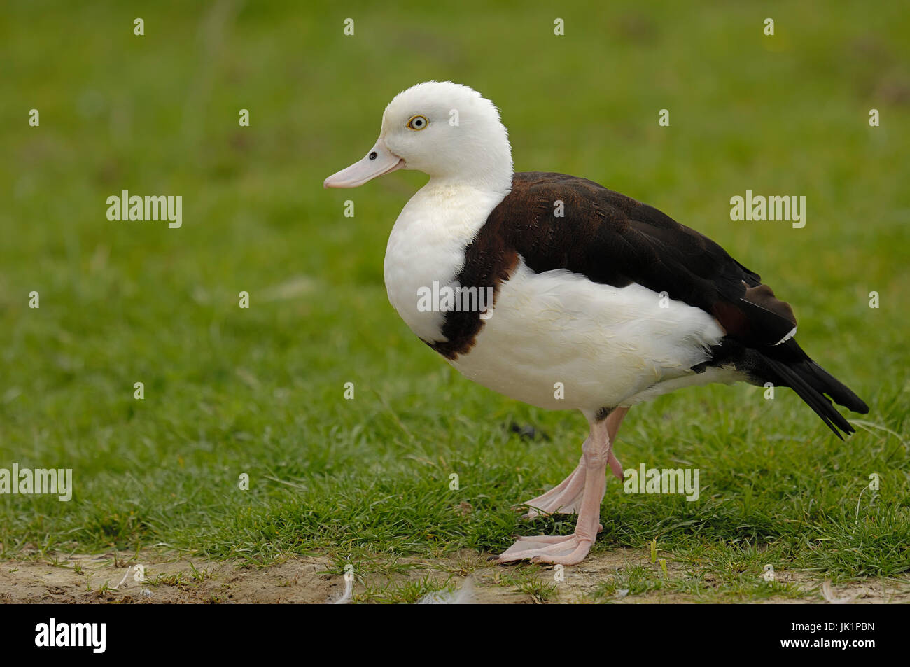 Shelduck Radjah / (Tadorna radjah) / Burdekin Duck | Radjahgans / (Tadorna radjah) / Radjah-Gans Foto Stock