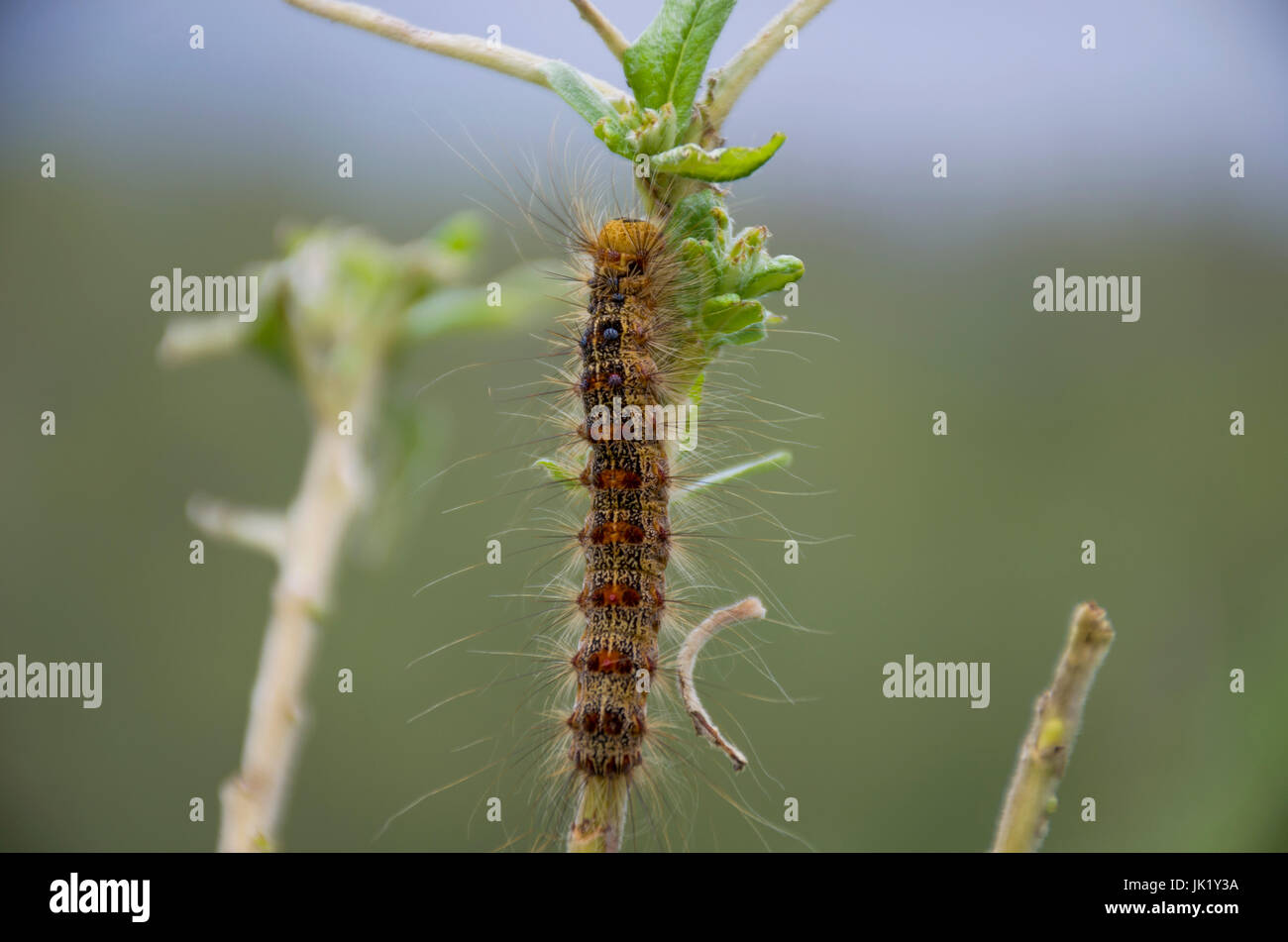 L'insetto una bambola di una farfalla su un ramo Foto Stock